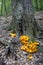 Omphalotus illudens, Jack O`Lantern Mushroom