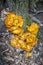 Omphalotus illudens, Jack O`Lantern Mushroom