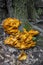 Omphalotus illudens, Jack O`Lantern Mushroom