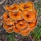 Omphalotus illudens mushroom