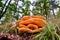 Omphalotus illudens mushroom