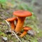 Omphalotus olearius mushroom