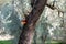 Omphalotus olearius mushroom, olive tree bark fungus