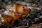Omphalotus olearius, orange jack o lantern mushroom gills, toxic mushroom, grow in the forest,