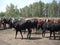 OMSK, RUSSIA-AUGUST 02, 2020: cattle, cows, return to the farm in the summer, after pasture. The concept of agriculture