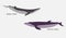 Omura`s Whale and Bryde`s Whale vector.