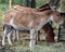 The onager Equus hemionus,