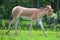 The onager Equus hemionus