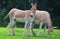 The onager Equus hemionus