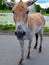 The onager Equus hemionus,