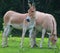 The onager Equus hemionus, also known as hemione