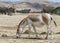 The onager (Equus hemionus) is a brown Asian wild