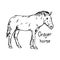 Onager horse - vector illustration sketch hand drawn with black