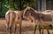 Onager horses at Chester Zoo