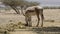 Onager in Israeli nature reserve