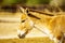 Onager in the Yotvata Hai-Bar Nature Reserve