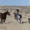 Onaqui Herd wild mustangs in the Great Desert Basin, Utah USA