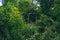 Once a lavish porch with columns now abandoned in the woods