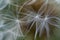 Once Upon a Wish - Three Dandelion Seeds Dreamy & Romantic Bokeh Picture
