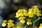 Oncidium Cheiro, Oncidium Cheiro Kukoo Tokyo or Oncidium Sweet Sugar Emperor or Yellow Oncidium Orchid  or Oncidium cheirophorum