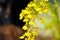 Oncidium Cheiro, Oncidium Cheiro Kukoo Tokyo or Oncidium Sweet Sugar Emperor or Yellow Oncidium Orchid or Oncidium cheirophorum or