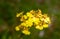 Oncidium goldiana orchids, Golden Shower