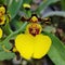 Oncidium Moon Shadow Tigertail