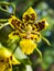 Oncidium Orchid