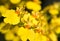 Oncidium orchid flower