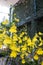 Oncidium Orchid, Onc. Sweet Sugar, Lemon Drop