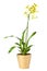 Oncidium overig orchidee