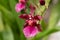 Oncidium sharry baby