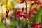 Oncidium Sharry Baby flower with center focus and rest of image blurred