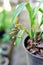 Oncidium sotoanum flower buds