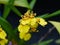 Oncidium varicosum flower of Orchid close up