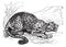 Oncilla or Little Spotted Cat or Tigrillo or Cunaguaro or Tiger Cat or Leopardus tigrinus, vintage engraved illustration