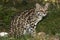 ONCILLE leopardus tigrinus