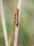 Oncocera semirubell a small moth on a grass