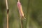 Oncocera semirubella day-flying moth