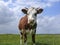 Oncoming red pied cow with pale pink tiny horns, one eye patch, under a blue cloudy sky and a distant horizon