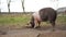 Ond cute piglet walking on grass on warm summer day