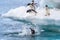 One adelie penguin lands awkwardly in the water as two of its friends dive in and two others cheer them on