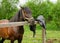 One adult bay horse is sleeping next to the wooden hitching post