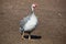 One adult bird - guineafowl afternoon walks on a pasture in the aviary on the farm.