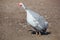 One adult bird - guineafowl afternoon walks on a pasture in the aviary on the farm.