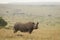 One adult black rhino with big horn standing sideways in the plains of Masai Mara in Kenya