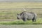 One adult black rhino eating with a egret on its back in Ngorongoro Crater in Tanzania