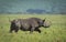 One adult black rhino walking with tail up in Ngorongoro Crater Tanzania
