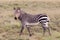 One adult Cape Mountain Zebra walking in South Africa