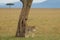 One adult cheetah marking its territory in the open plains of Masai Mara Kenya